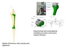 Orthofem Example